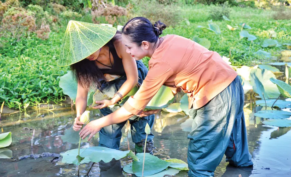 Giấc mơ sen Huế ảnh 1