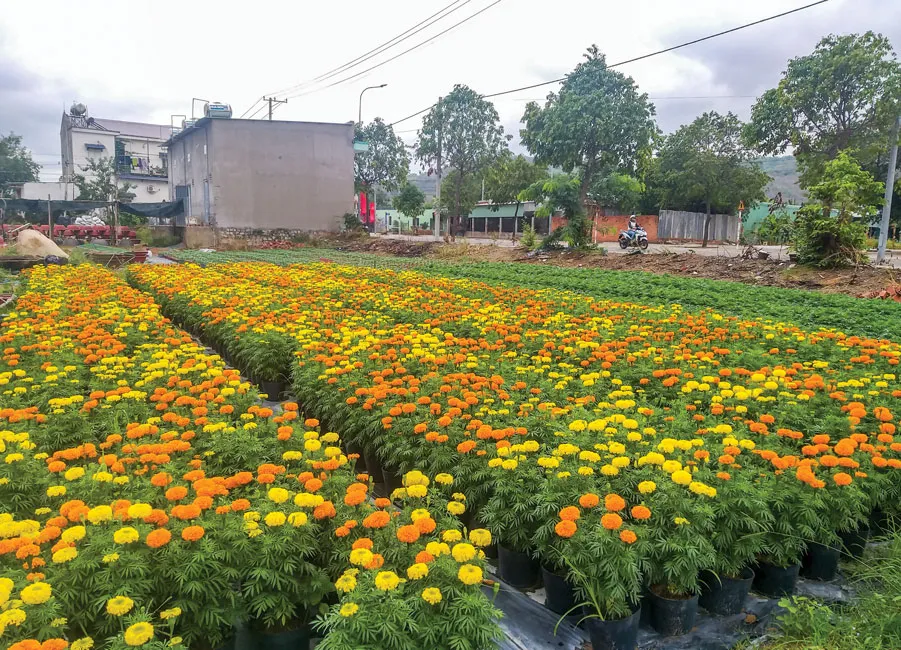 Bà Rịa bình yên ảnh 1