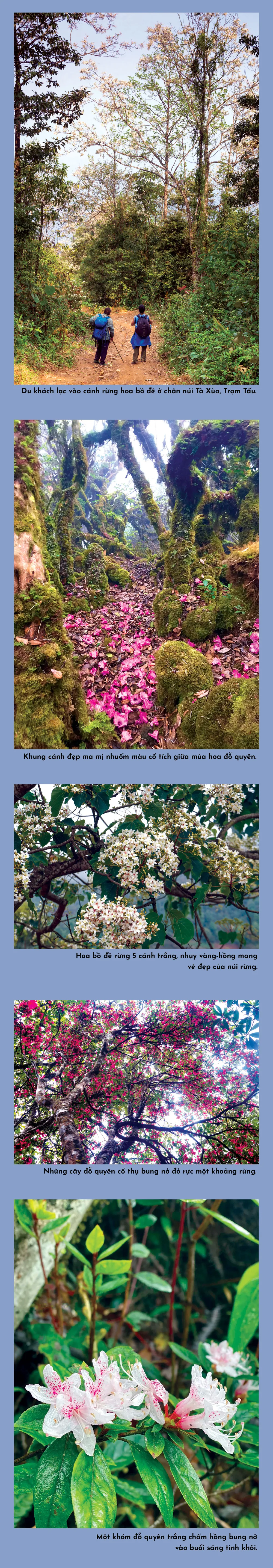 Đỉnh Tà Xùa quyến rũ muôn sắc hoa ảnh 1