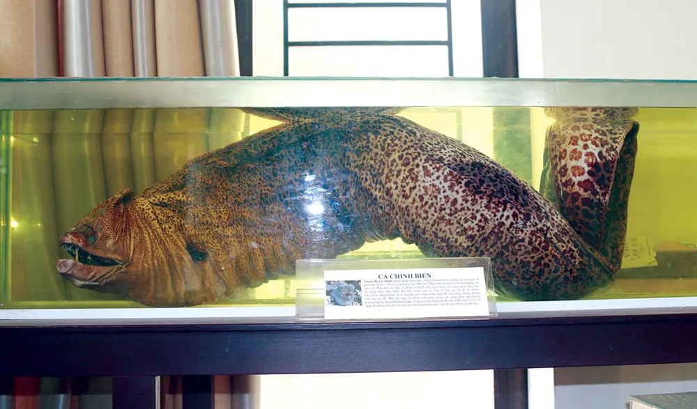 Bảo tàng sinh vật biển trên đảo ảnh 1