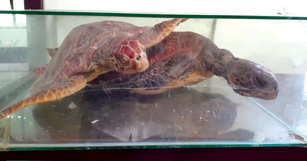 Bảo tàng sinh vật biển trên đảo ảnh 2