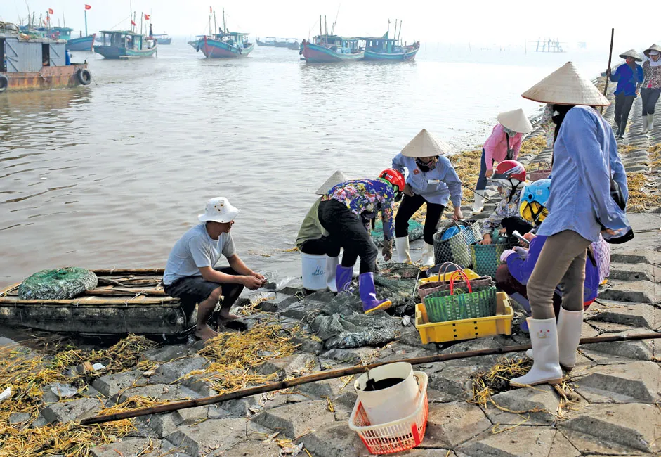 Lặn lội thân cò miền cửa biển ảnh 1