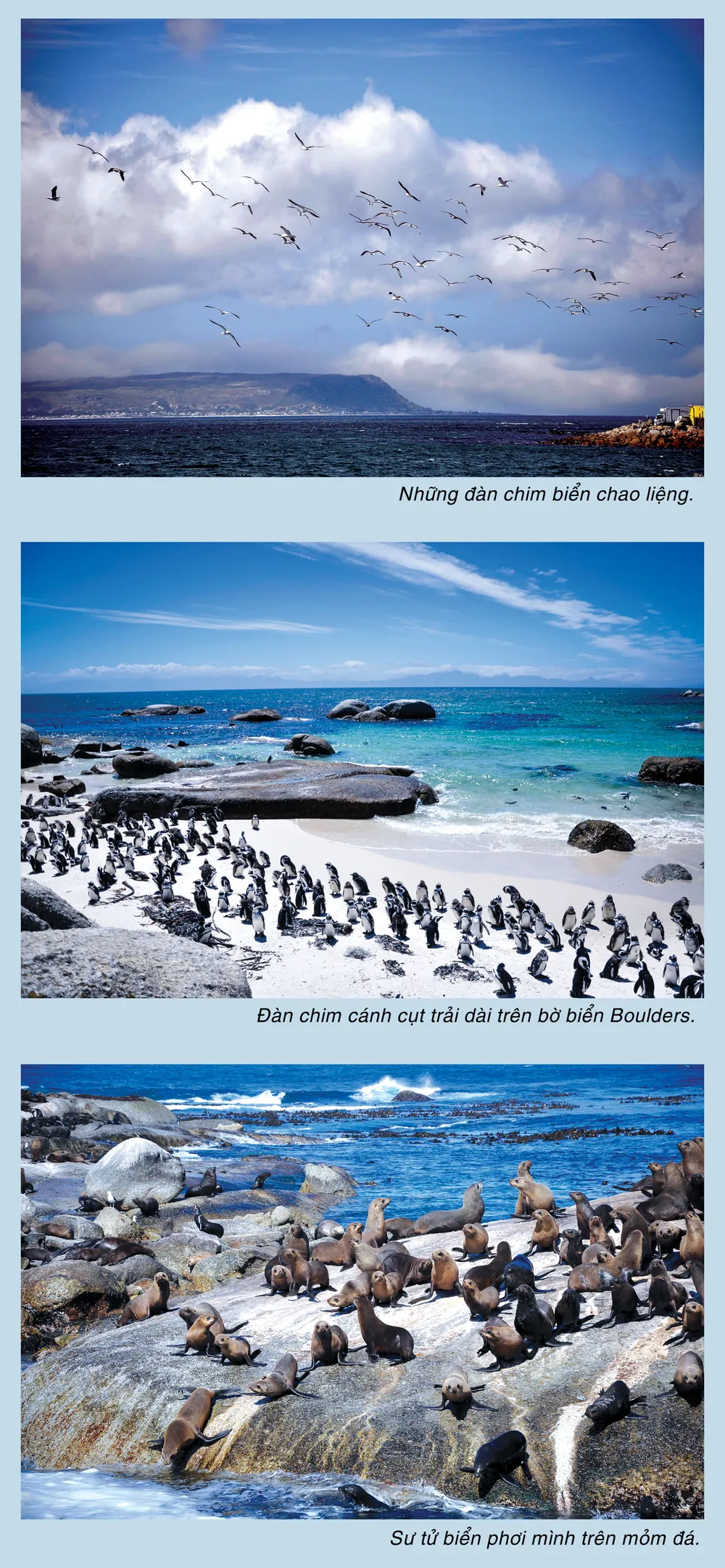 Thăm Nam Phi chiêm ngưỡng Mũi Hảo Vọng ảnh 2