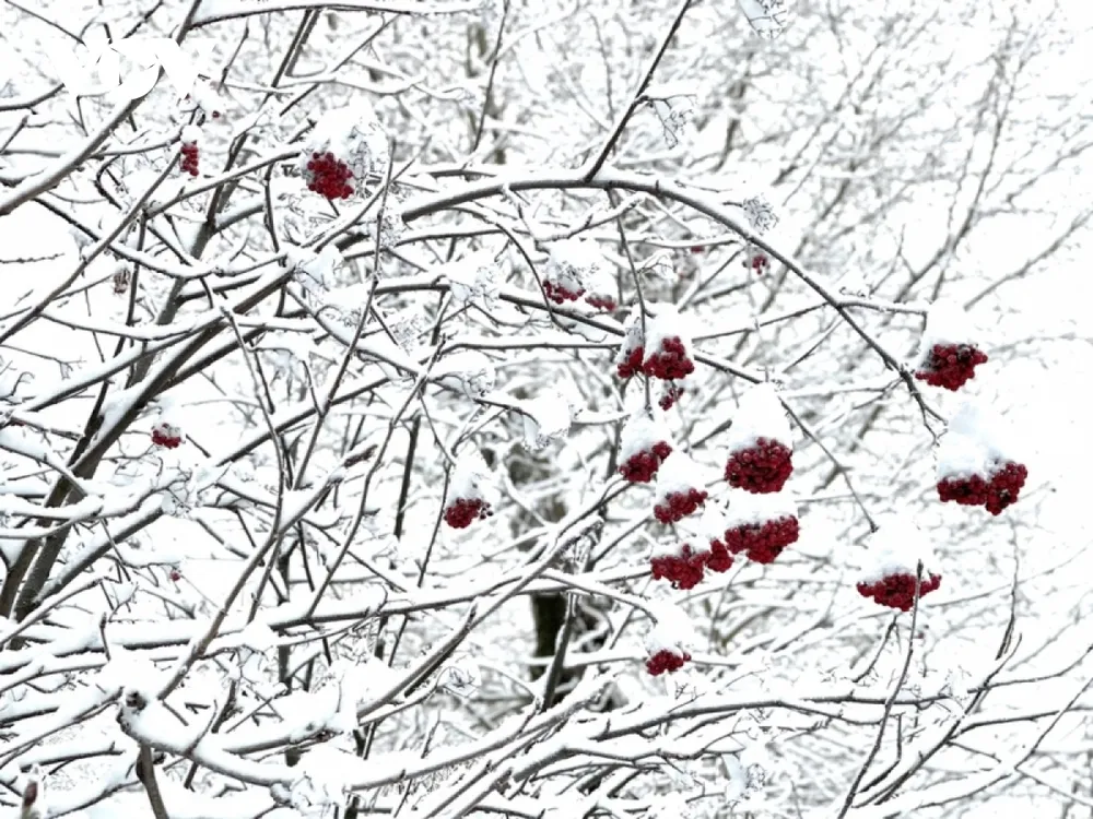 Mê mẩn với mùa đông Nga trong chiếc áo choàng tuyết ảnh 3