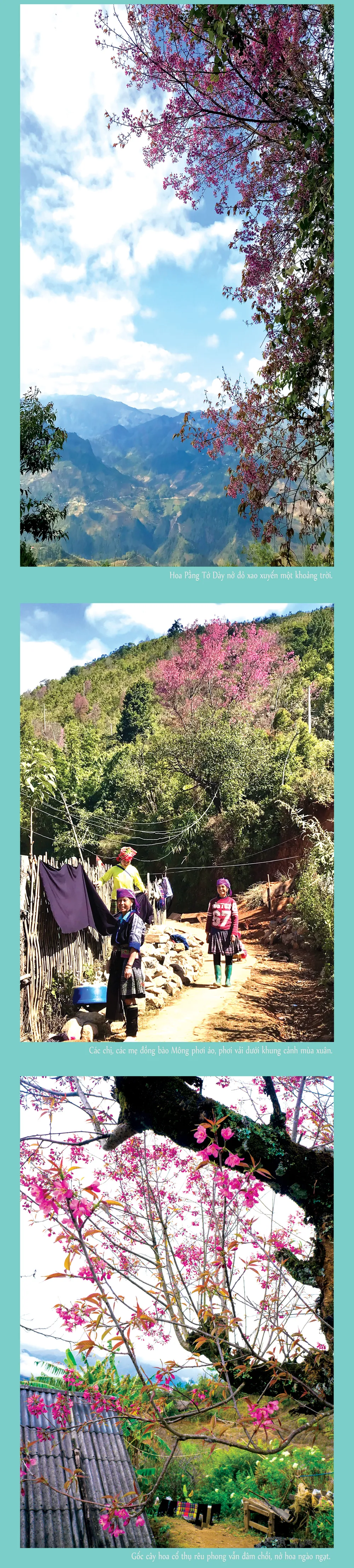 Loài hoa báo xuân về miền Tây Bắc ảnh 1