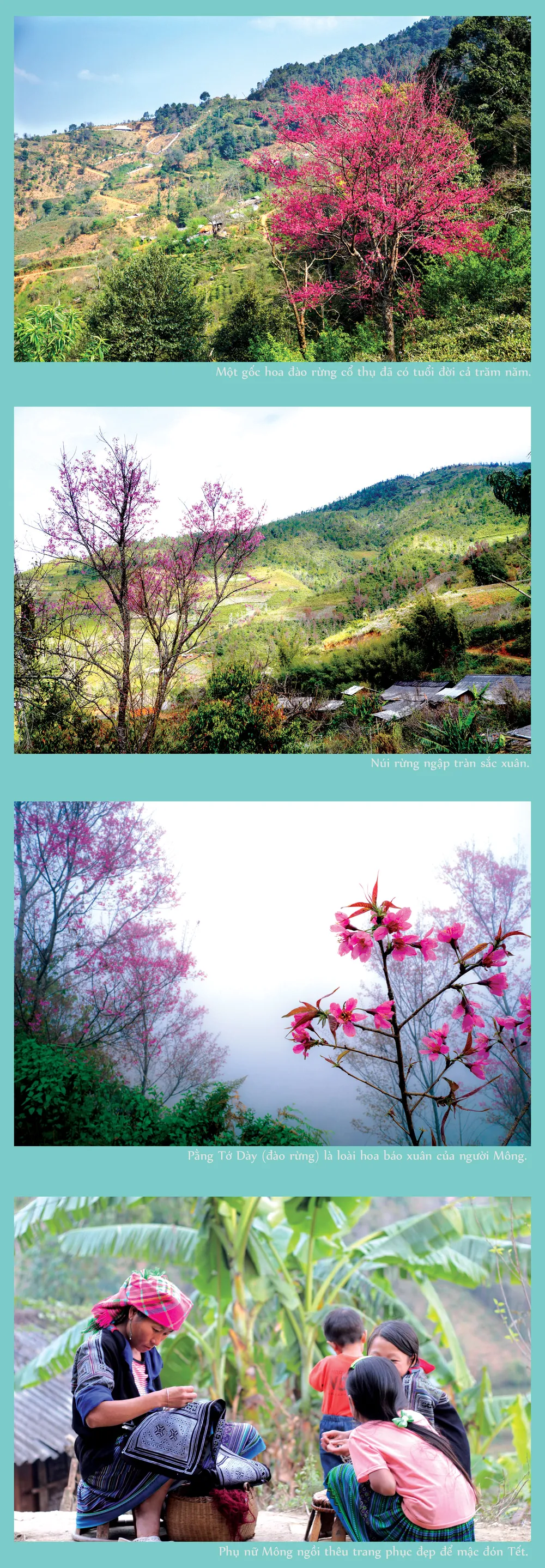 Loài hoa báo xuân về miền Tây Bắc ảnh 2