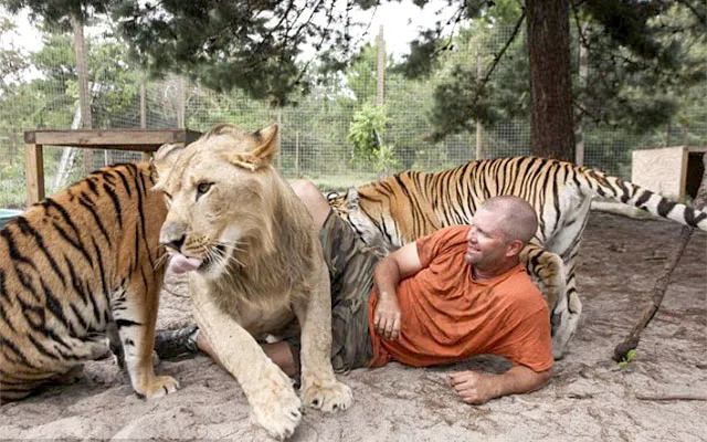 Năm Dần bàn chuyện lạ về hổ ảnh 5