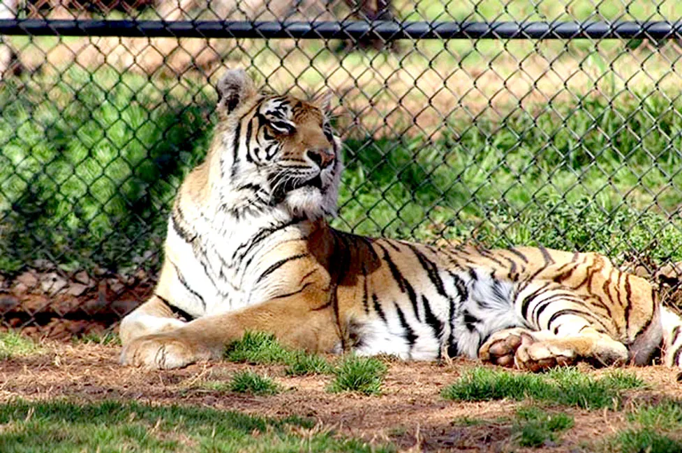 Năm Dần bàn chuyện lạ về hổ ảnh 2