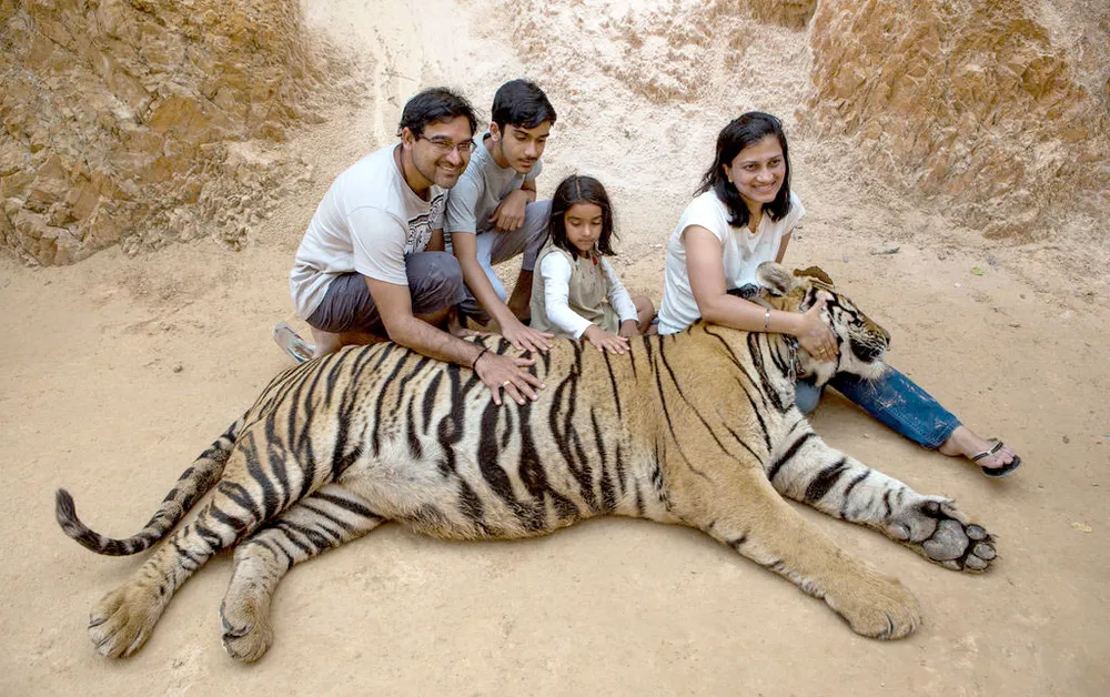 Năm Dần bàn chuyện lạ về hổ ảnh 3