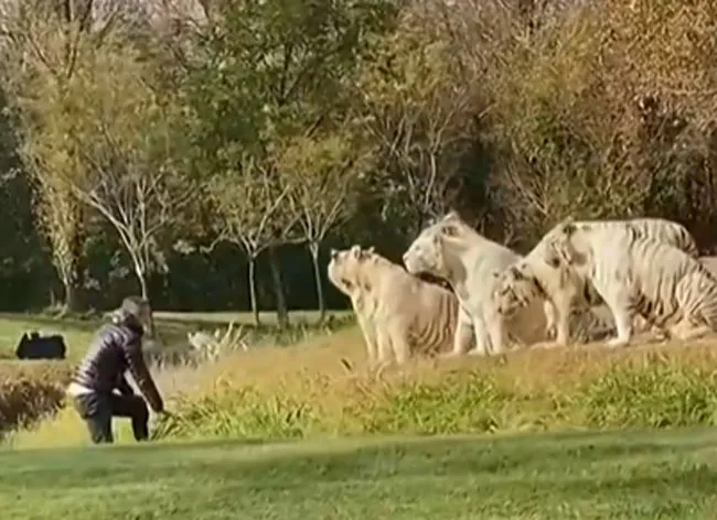 Năm Dần bàn chuyện lạ về hổ ảnh 7