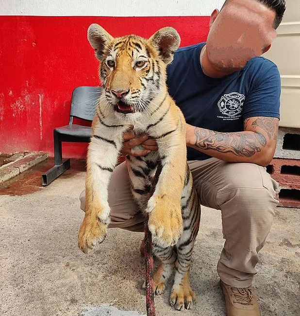 Năm Dần bàn chuyện lạ về hổ ảnh 8