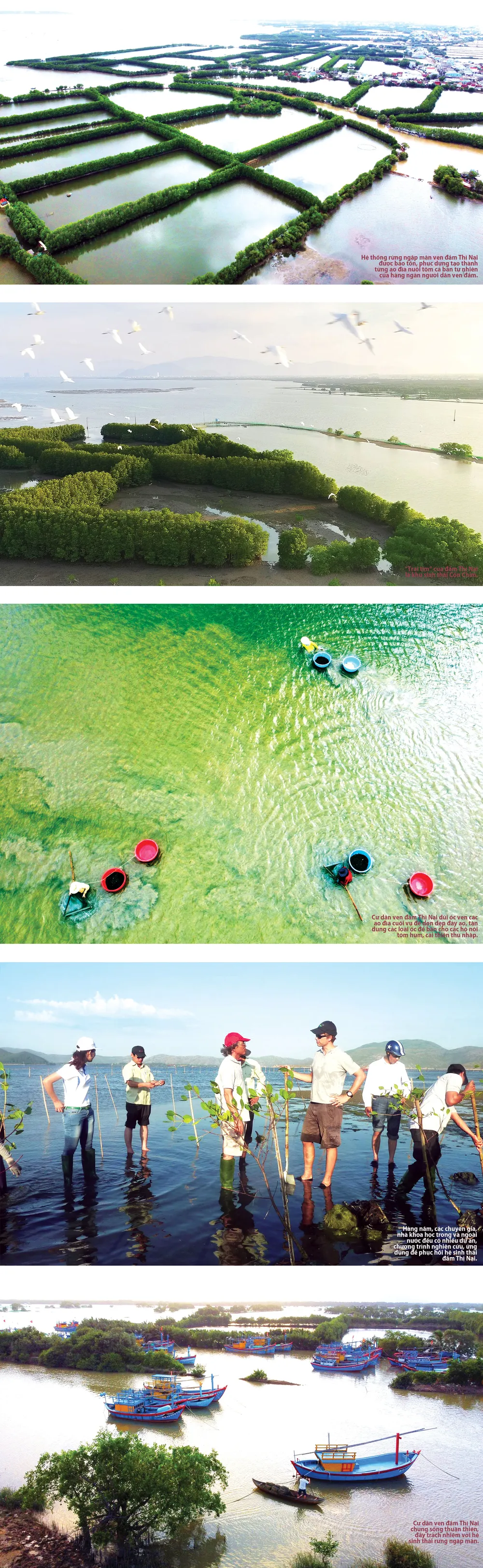 “Kho báu” đầm Thị Nại ảnh 1