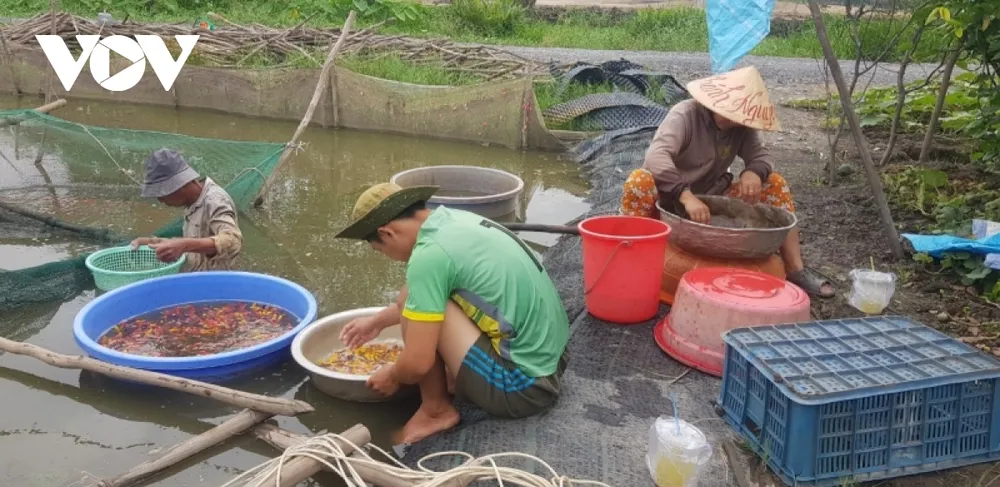 Nuôi cá Koi thuần Việt mang lại thu nhập tiền tỷ cho nông dân ảnh 3