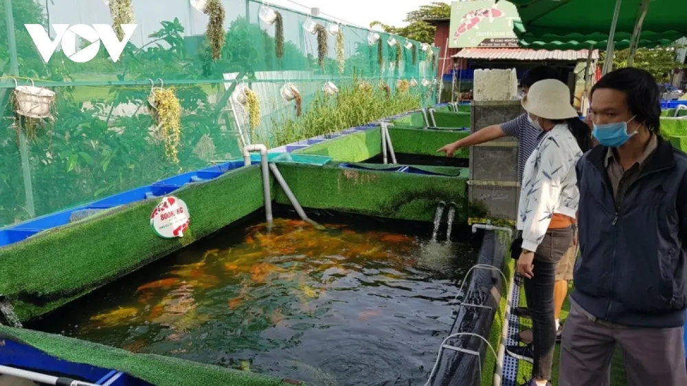 Nuôi cá Koi thuần Việt mang lại thu nhập tiền tỷ cho nông dân ảnh 4