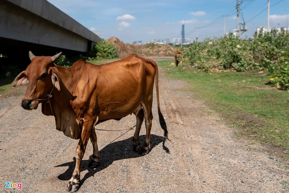 Duong song hanh cao toc TP.HCM - Long Thanh - Dau Giay anh 5
