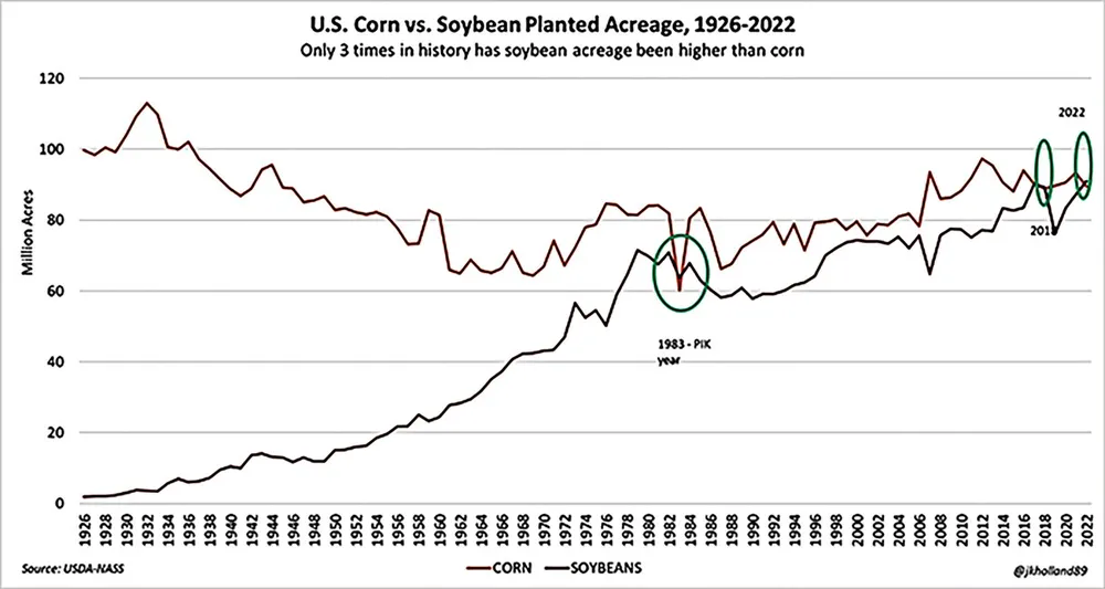 Nguy cơ thiếu hụt cung, giá ngô sẽ tăng? ảnh 1