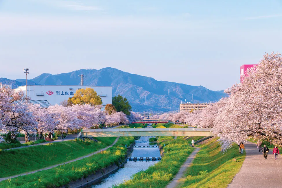 Hương sắc hoa anh đào ảnh 1