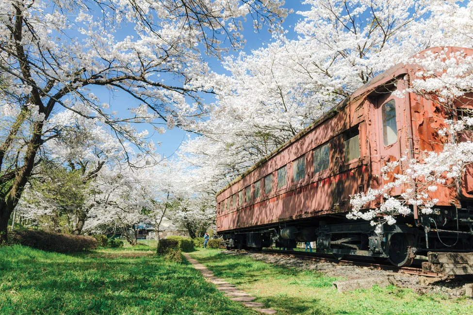 Hương sắc hoa anh đào ảnh 2