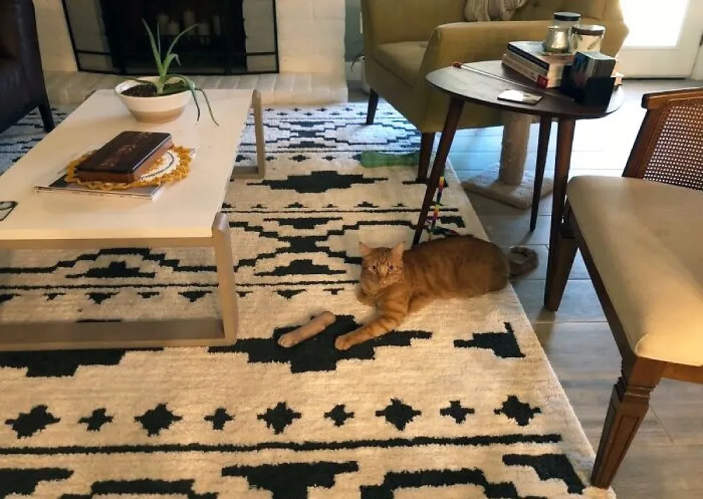 Bức ảnh khiến người ta giật mình vì tưởng chú mèo này bị gãy chân nhưng thực ra đó dường như là 1 khúc gỗ.