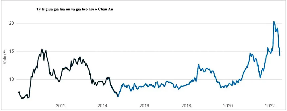 Thị trường heo hơi tiếp tục tăng giá ảnh 1