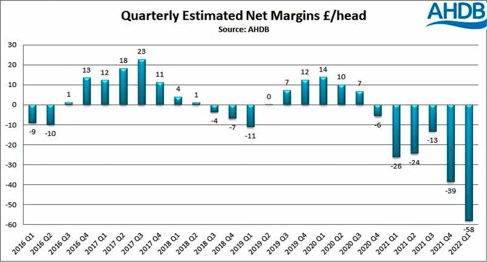 Thị trường heo hơi tiếp tục tăng giá ảnh 2