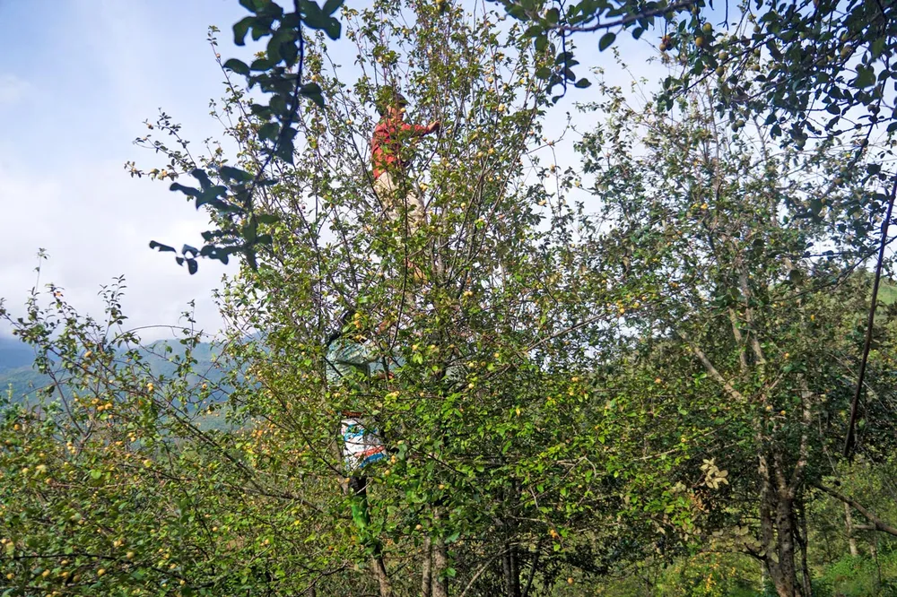 Say đắm non cao Bắc Yên ảnh 11