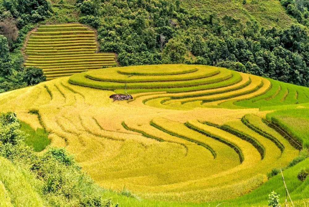 Say đắm non cao Bắc Yên ảnh 1