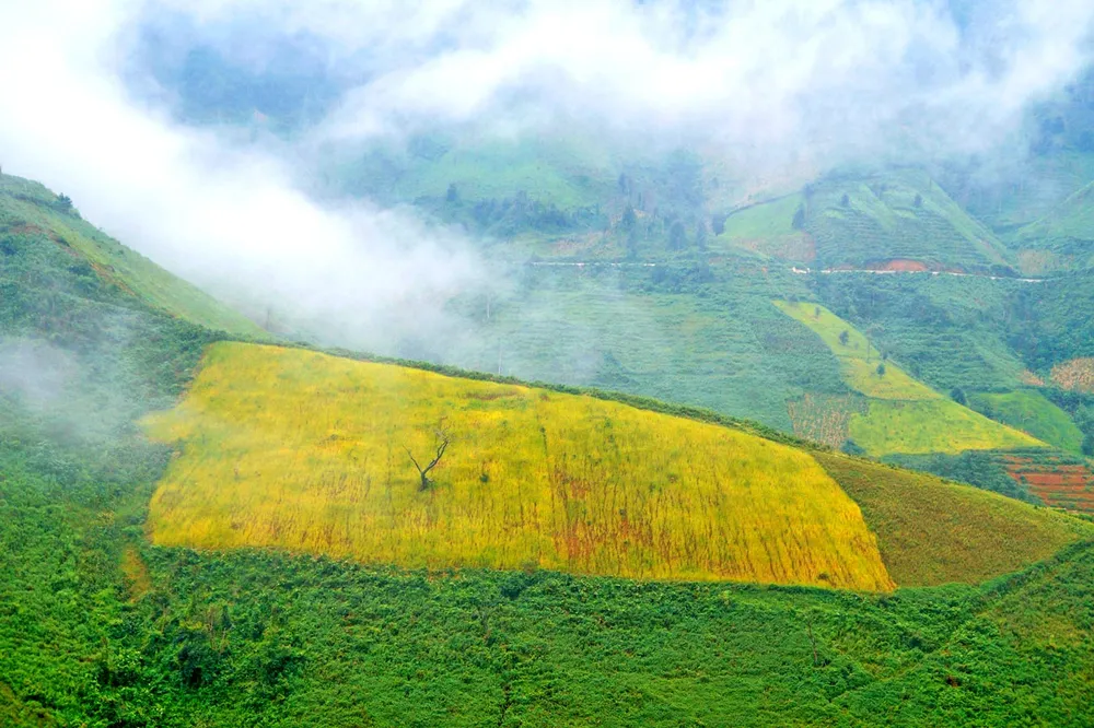 Say đắm non cao Bắc Yên ảnh 6