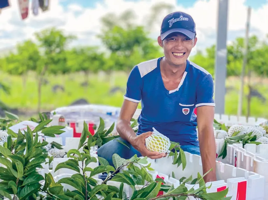 Đóng gói mãng cầu đưa đi tiêu thụ. Ảnh: HỒNG THẮM