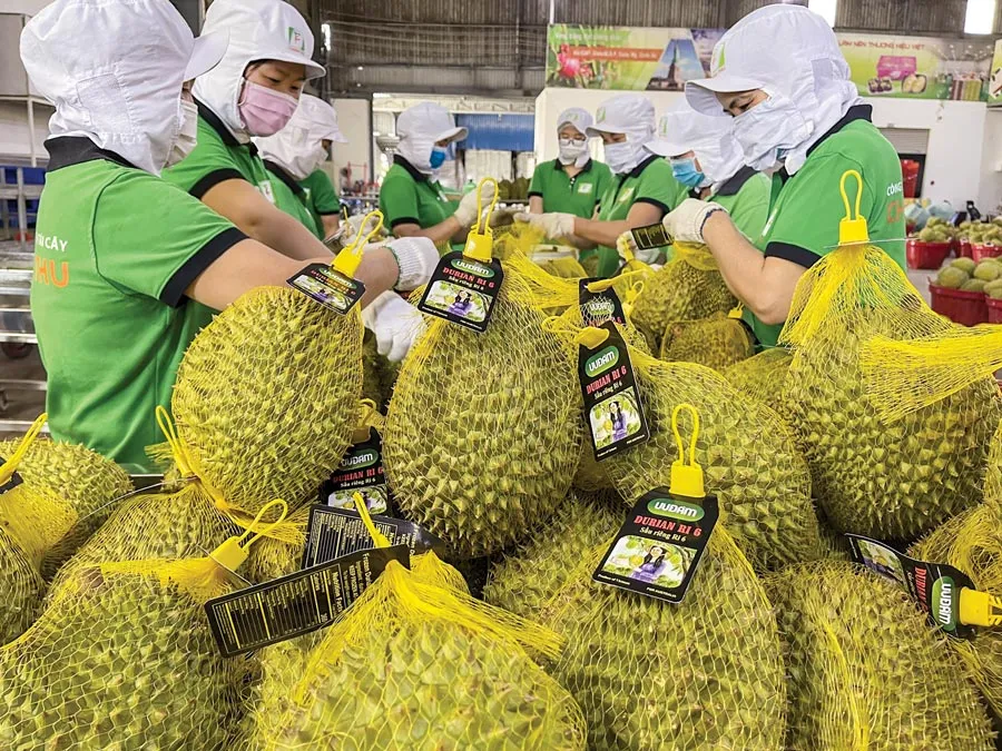 Xuất khẩu sầu riêng sang Trung Quốc tăng trưởng mạnh sau khi 2 nước ký kết nghị định thư.