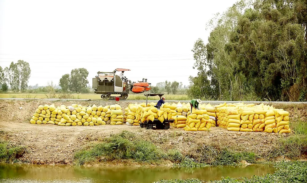 Những cánh đồng lớn đang ngày càng 'teo tóp' 