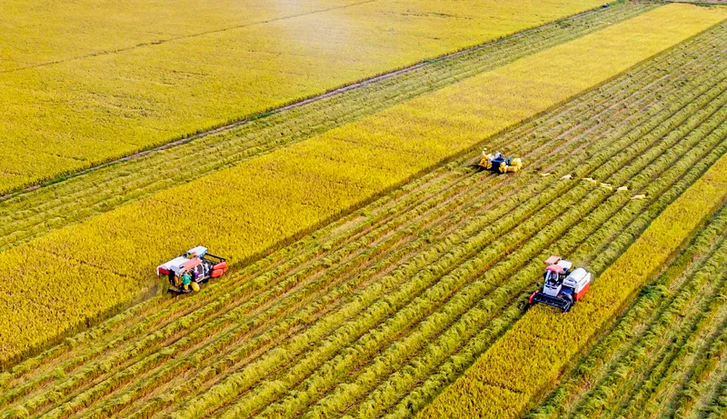 Thu hoạch lúa ở ĐBSCL.