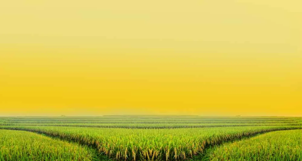 Trên đồng lúa vàng có tiếng hát mãi xanh 