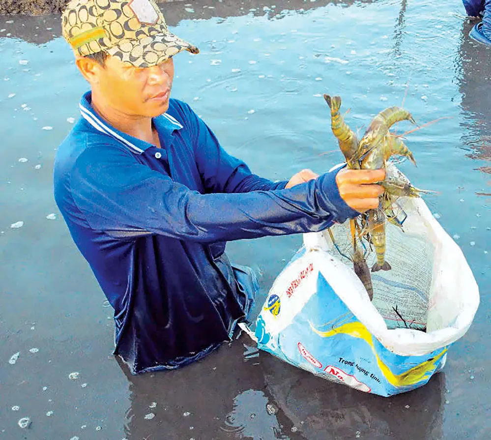 29-12-Nông-dân-huyện-Long-Mỹ-trúng-đậm-vụ-nuôi-tôm.jpg
