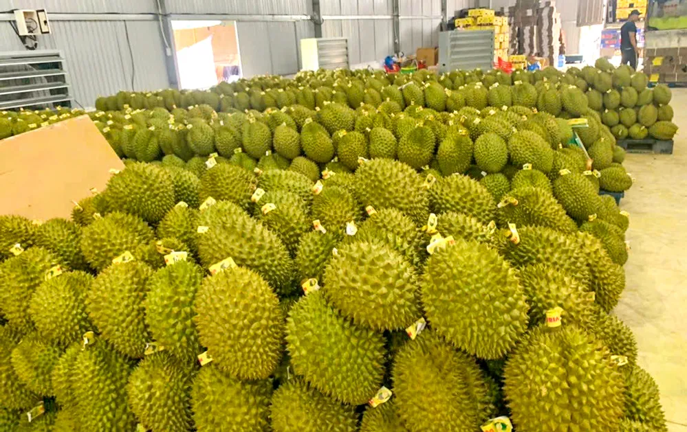 Sầu riêng không đạt chuẩn, giải cứu hay tiêu hủy? 