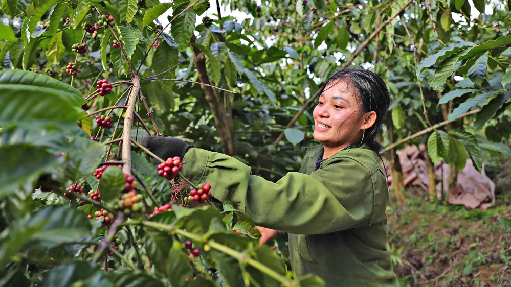 Xuất khẩu nông sản, doanh nghiệp lo 'chôn vốn' VAT 