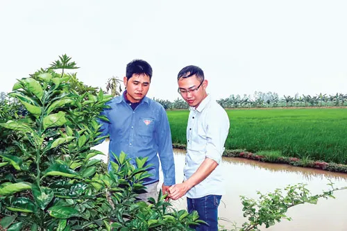 Anh Tư (trái) nhiệt tình chia sẻ kiến thức làm trang trại với bạn bè. Anh Tư (trái) nhiệt tình chia sẻ kiến thức làm trang trại với bạn bè.