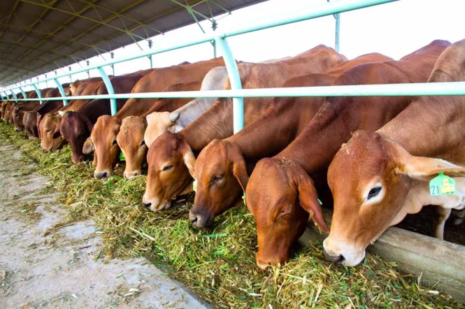 Trang trại bò thuộc Công ty cổ phần Nông nghiệp Quốc tế Hoàng Anh Gia Lai