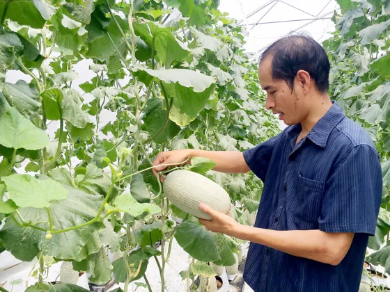 Trồng dưa lưới bằng công nghệ cao mang lại hiệu quả kinh tế