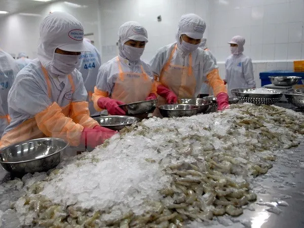 Chế biến tôm đông lạnh xuất khẩu. 