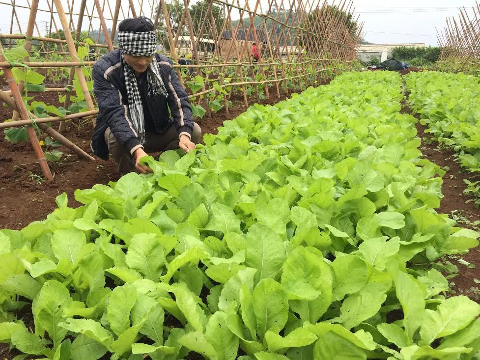 Nông nghiệp hữu cơ không nên phát triển tràn lan