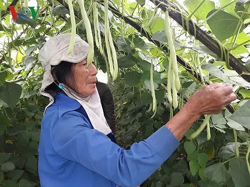 Chữa “bệnh” bí đầu ra của nông sản Việt