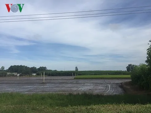 Khu vực xây dựng sân bay chủ yếu canh tác cây tràm bông vàng và lúa