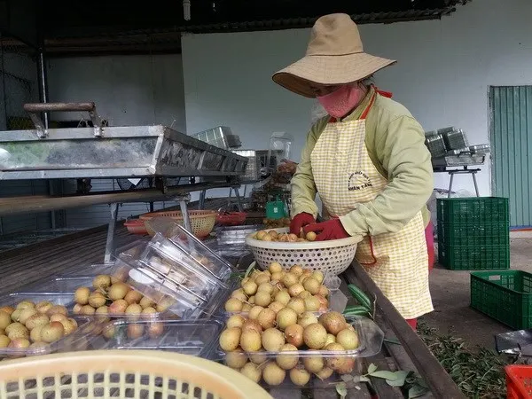 Sơ chế nhãn xuồng cơm vàng tại Hợp tác xã Nông nghiệp và Dịch vụ Nhân Tâm (huyện Xuyên Mộc). (Ảnh: Hoàng Nhị/TTXVN)