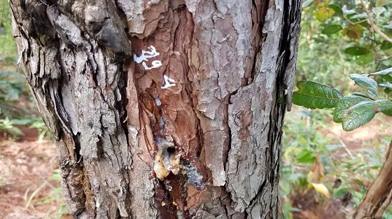 Hơn 670 cây thông bị khoan lỗ, tiêm thuốc độc chờ chết ảnh 1