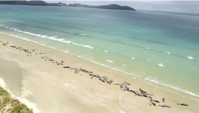 145 cá voi chết vì mắc cạn tại New Zealand