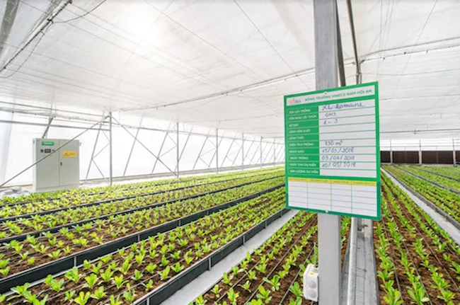 Đầu tư sản xuất nông sản sạch: Mỏ vàng không dễ khai thác ảnh 1