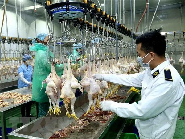 Nhiều nhà máy giết mổ công nghiệp vận hành trong năm 2019