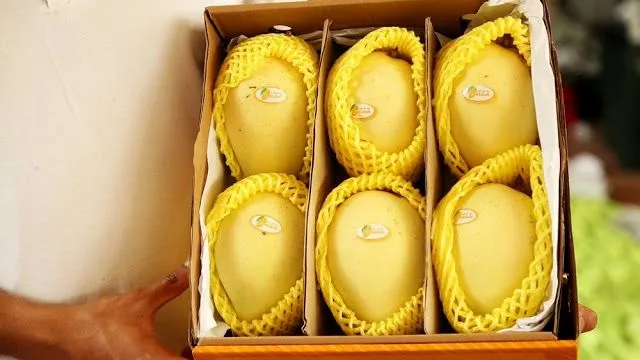 Xoài Việt Nam rộng đường xuất khẩu