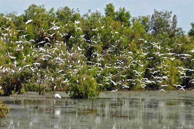 Sức hấp dẫn nguyên bản ở cánh rừng đặc dụng ảnh 1